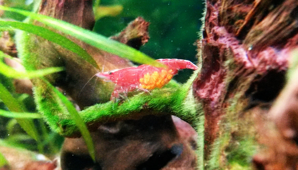 Těhotná krevetky Red Cherry
